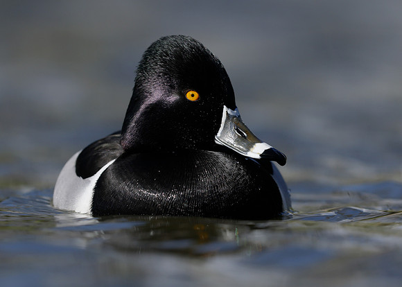 Ring-necked Duck Aythya collaris