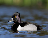 Ring-necked Duck Aythya collaris
