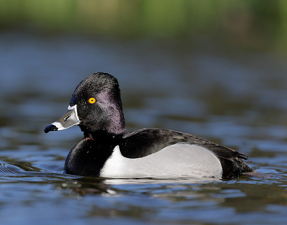 Ring-necked Duck Aythya collaris