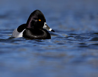 Ring-necked Duck Aythya collaris