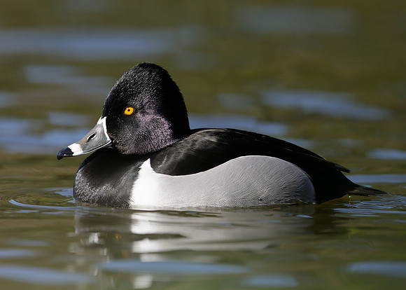 Ring-necked Duck Aythya collaris