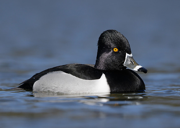 Ring-necked Duck Aythya collaris