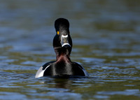 Ring-necked Duck Aythya collaris