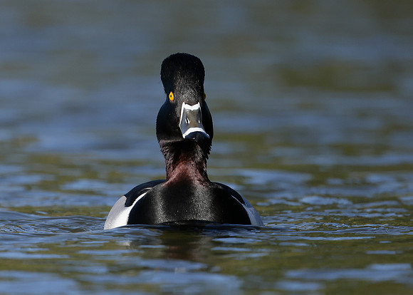 Ring-necked Duck Aythya collaris