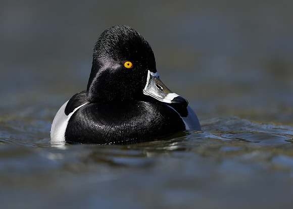 Ring-necked Duck Aythya collaris