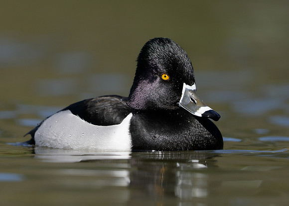 Ring-necked Duck Aythya collaris