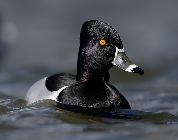 Ring-necked Duck Aythya collaris