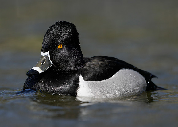 Ring-necked Duck Aythya collaris
