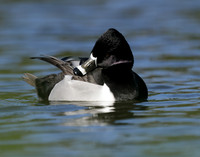 Ring-necked Duck Aythya collaris