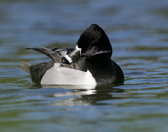 Ring-necked Duck Aythya collaris