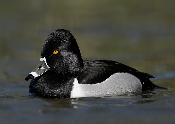 Ring-necked Duck Aythya collaris