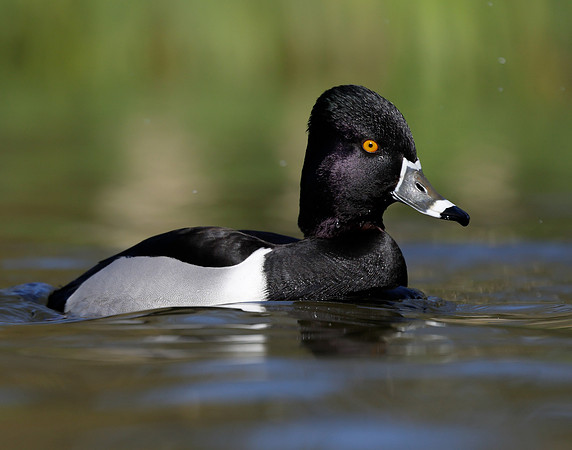 Ring-necked Duck Aythya collaris