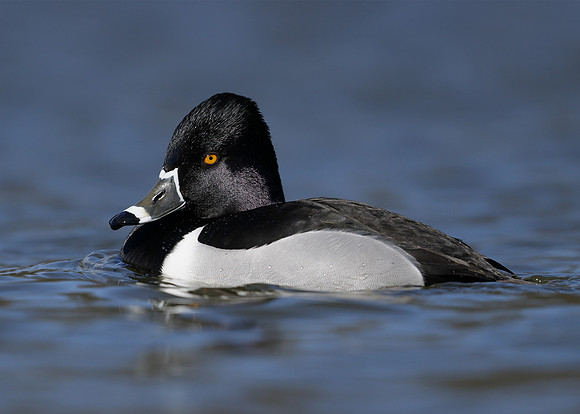 Ring-necked Duck Aythya collaris