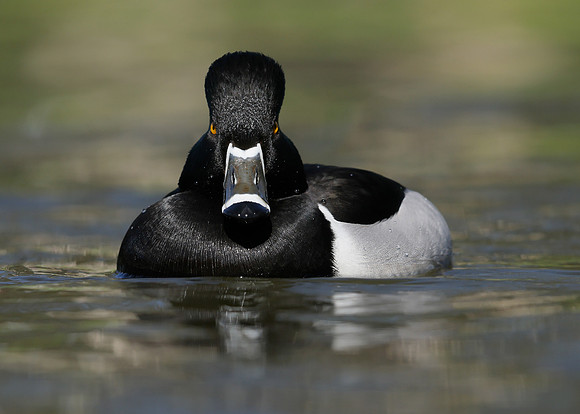 Ring-necked Duck Aythya collaris