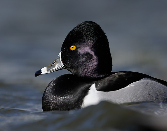 Ring-necked Duck Aythya collaris