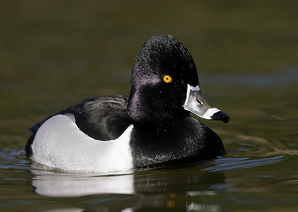 Ring-necked Duck Aythya collaris