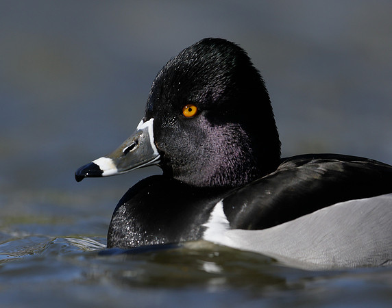 Ring-necked Duck Aythya collaris