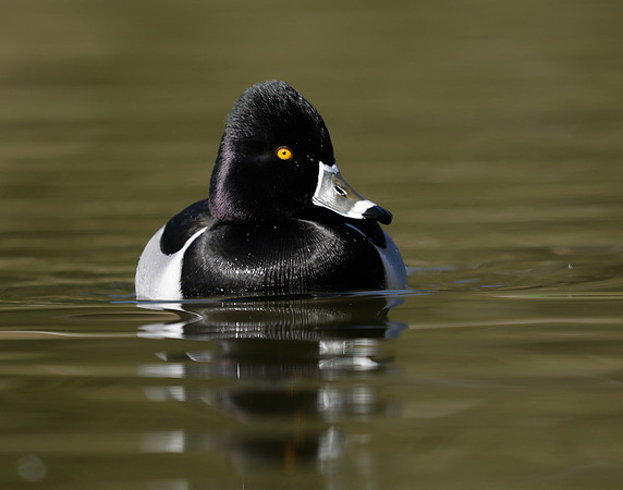 Ring-necked Duck Aythya collaris