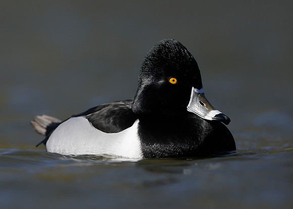 Ring-necked Duck Aythya collaris