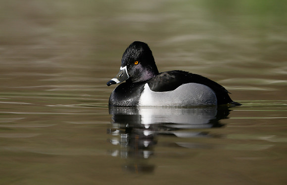 Ring-necked Duck Aythya collaris