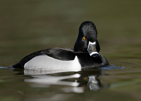 Ring-necked Duck Aythya collaris