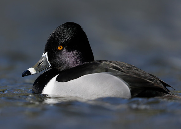 Ring-necked Duck Aythya collaris