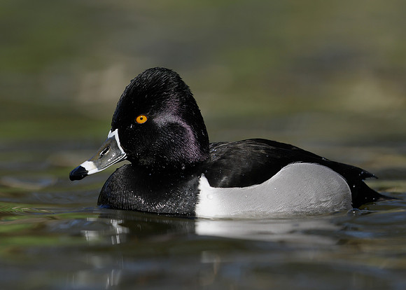 Ring-necked Duck Aythya collaris