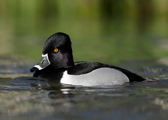 Ring-necked Duck Aythya collaris