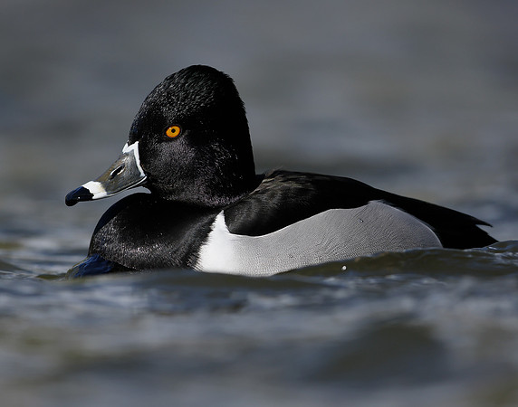 Ring-necked Duck Aythya collaris
