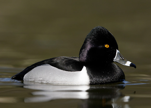 Ring-necked Duck Aythya collaris