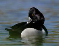 Ring-necked Duck Aythya collaris