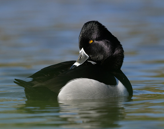 Ring-necked Duck Aythya collaris