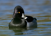 Ring-necked Duck Aythya collaris