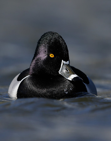 Ring-necked Duck Aythya collaris