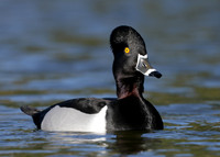 Ring-necked Duck Aythya collaris