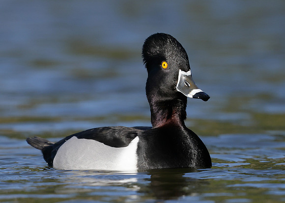 Ring-necked Duck Aythya collaris
