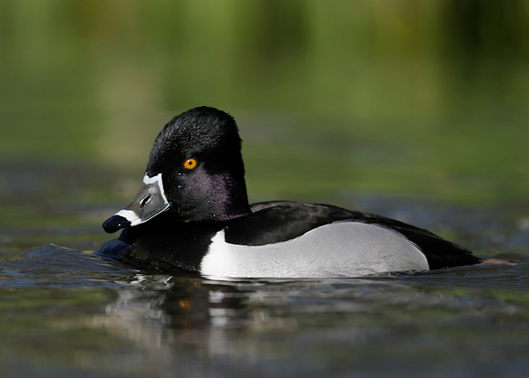 Ring-necked Duck Aythya collaris