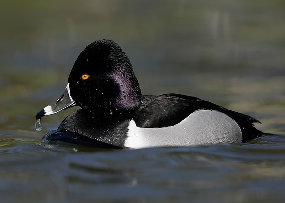 Ring-necked Duck Aythya collaris