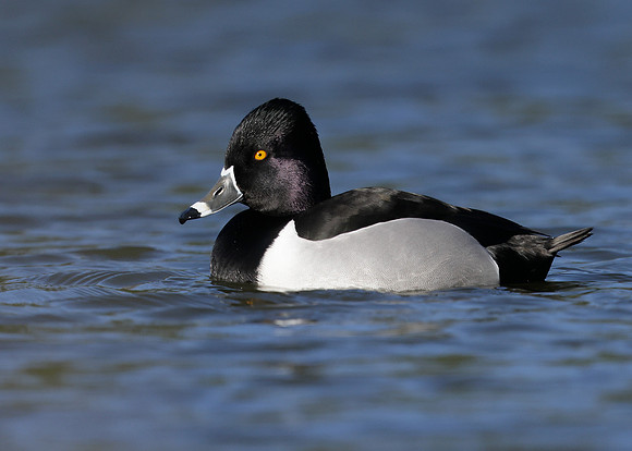 Ring-necked Duck Aythya collaris