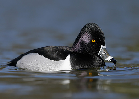 Ring-necked Duck Aythya collaris