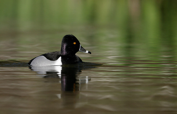 Ring-necked Duck Aythya collaris