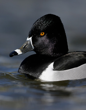 Ring-necked Duck Aythya collaris