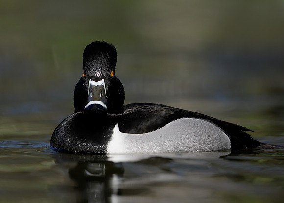 Ring-necked Duck Aythya collaris