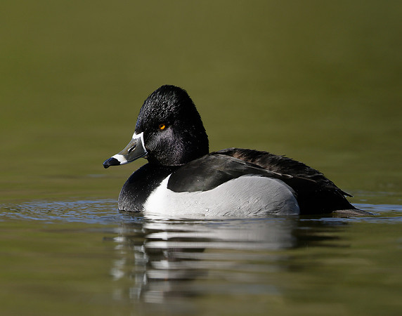 Ring-necked Duck Aythya collaris