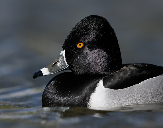 Ring-necked Duck Aythya collaris