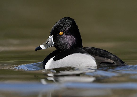 Ring-necked Duck Aythya collaris