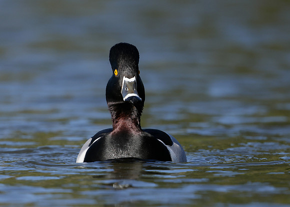 Ring-necked Duck Aythya collaris