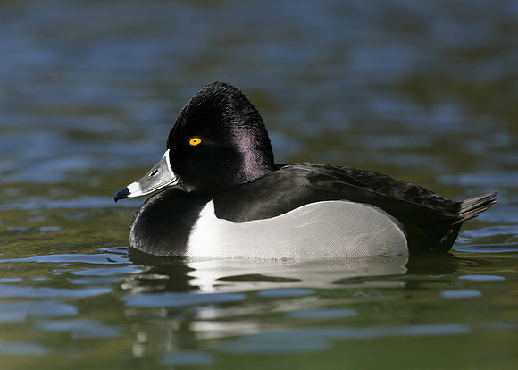 Ring-necked Duck Aythya collaris