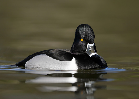Ring-necked Duck Aythya collaris