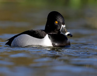 Ring-necked Duck Aythya collaris